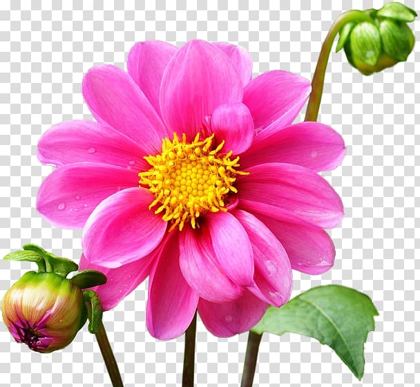 Dahlia Flower , flower transparent background PNG clipart