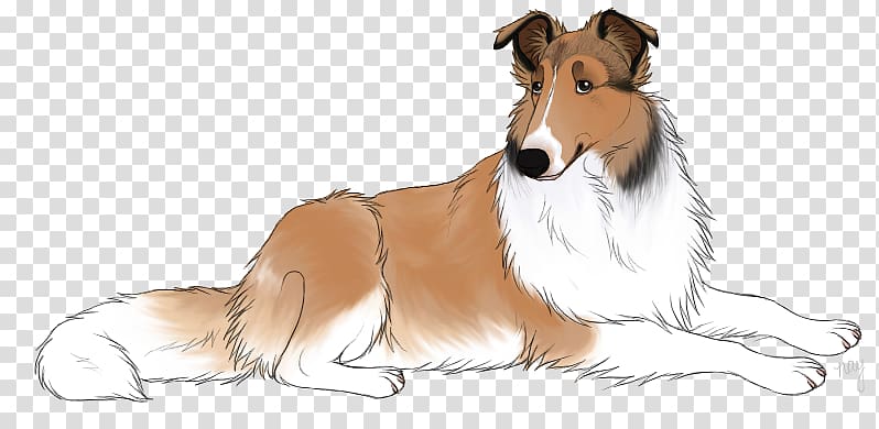 Rough Collie Shetland Sheepdog Dog breed Smooth Collie Scotch Collie, Animation transparent background PNG clipart