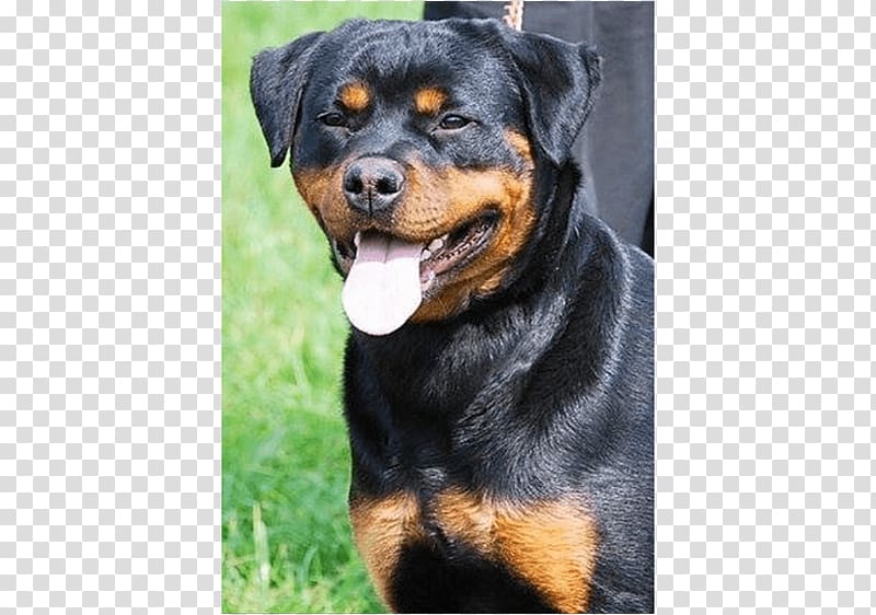 King Rottweilers Puppy Dog breed Litter, puppy transparent background PNG clipart