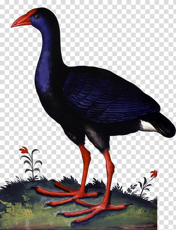 University of Bologna Duck Monstrorum historia Western swamphen, Black Duck transparent background PNG clipart