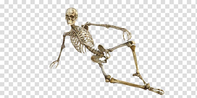 Human skeleton Human body Bone Organ, Skeleton transparent background PNG clipart