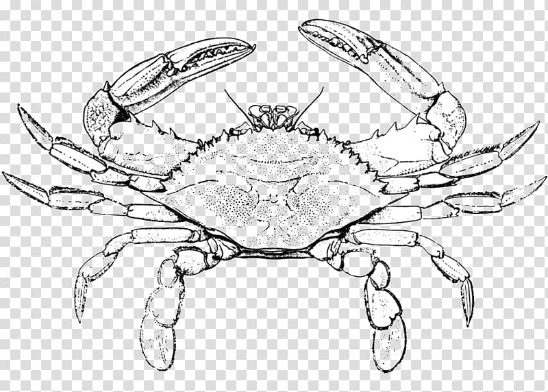 Chesapeake blue crab Lobster Drawing , crab transparent background PNG