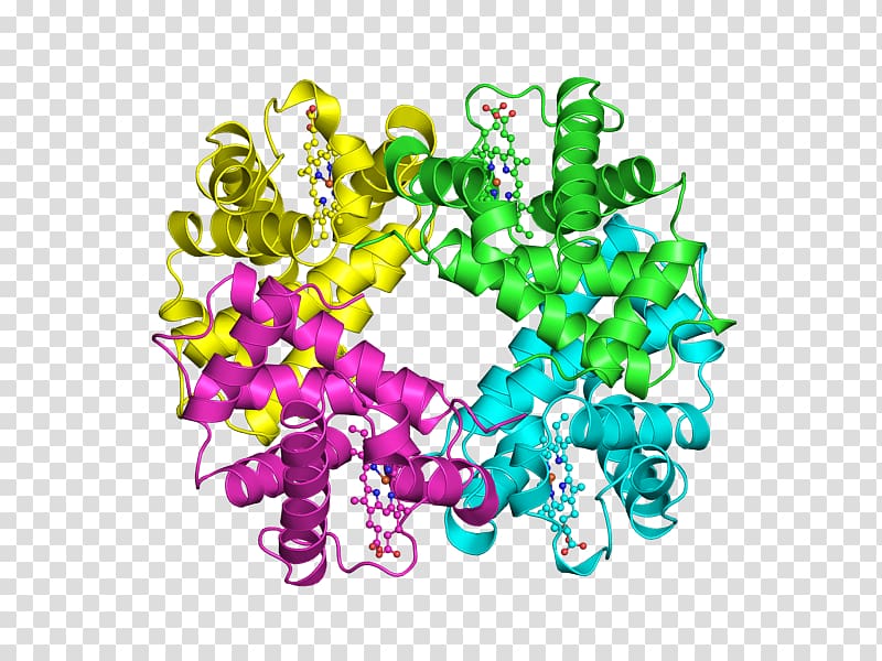 Protein quaternary structure Protein structure Hemoglobin Protein primary structure, sangre transparent background PNG clipart