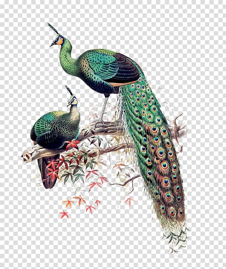 two green-and-black peacocks illustration, Green peafowl Asiatic peafowl Bird Java Phasianidae, China Wind Peacock Maple branches transparent background PNG clipart