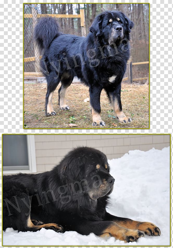 Dog breed Tibetan Mastiff Gaddi Kutta Newfoundland dog Hovawart, others transparent background PNG clipart