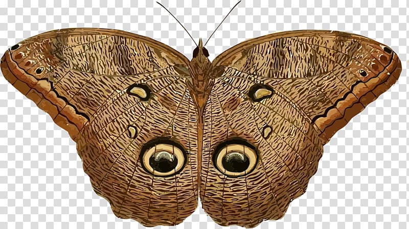 Owl butterfly Insect Caligo eurilochus , insect transparent background PNG clipart