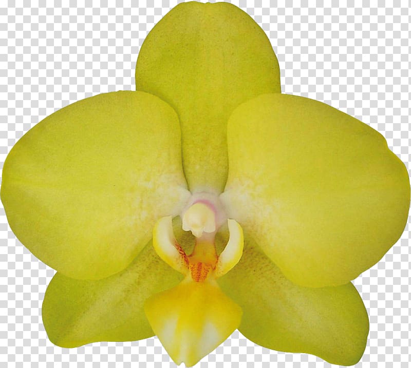 Moth orchids Cattleya orchids Yellow Flower, flower transparent background PNG clipart