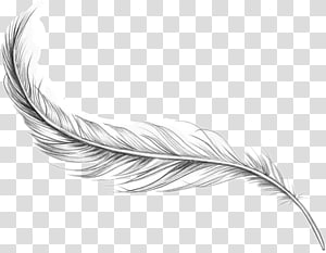 Domain Peacock Clip Art  Peacock Feather Tattoo  Free Transparent PNG  Clipart Images Download