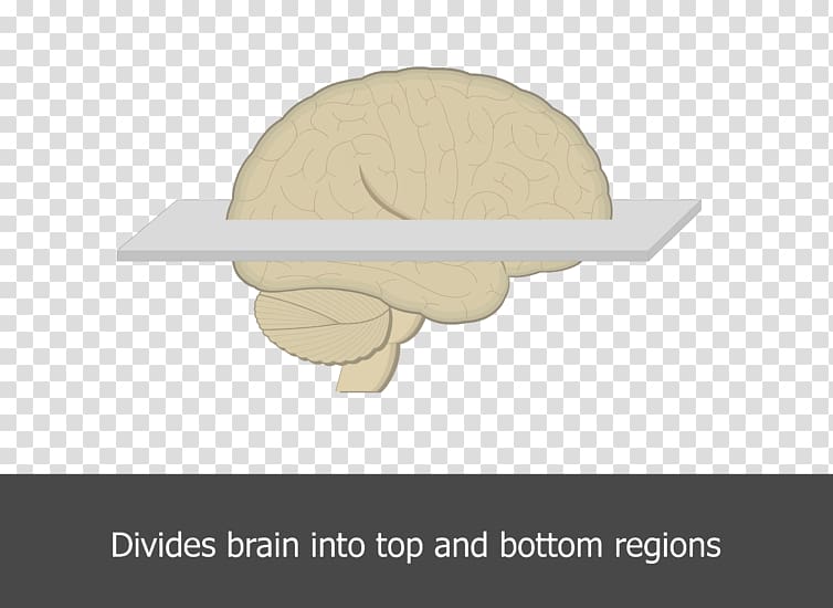 Horizontal plane Brain Angle Table, Plane transparent background PNG clipart