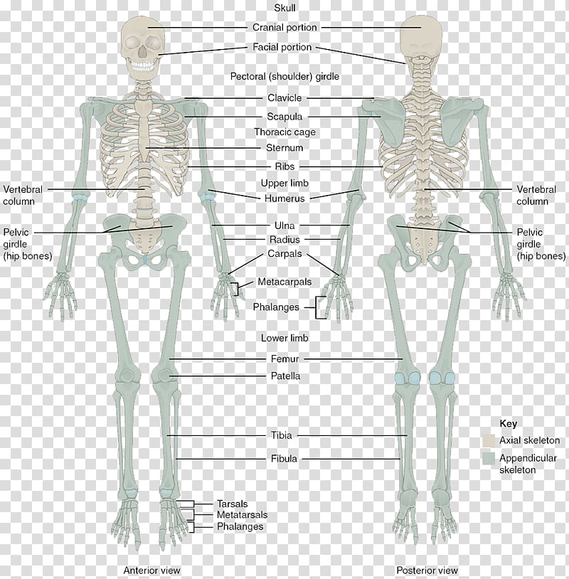 The Skeletal System Human skeleton Human body Bone Anatomy, column transparent background PNG clipart