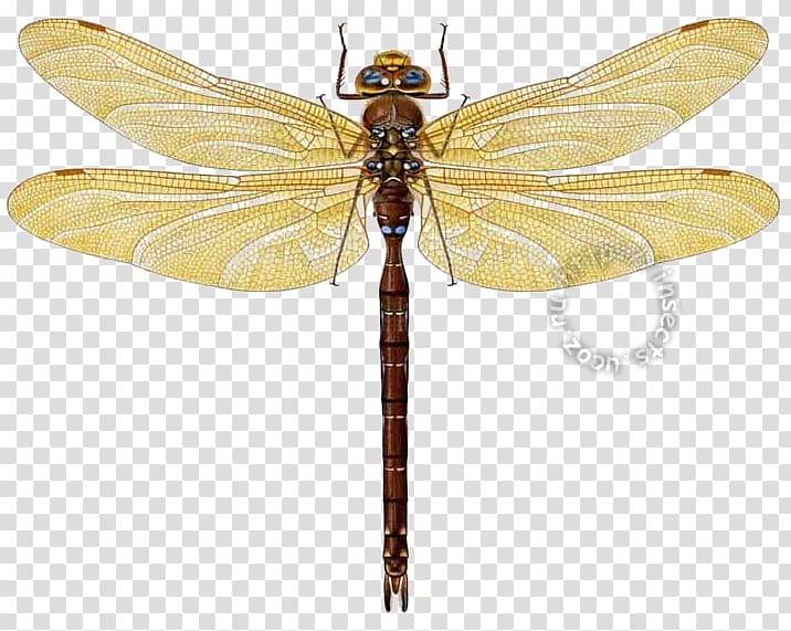 Dragonfly Pterygota Net-winged insects, dragonfly transparent background PNG clipart