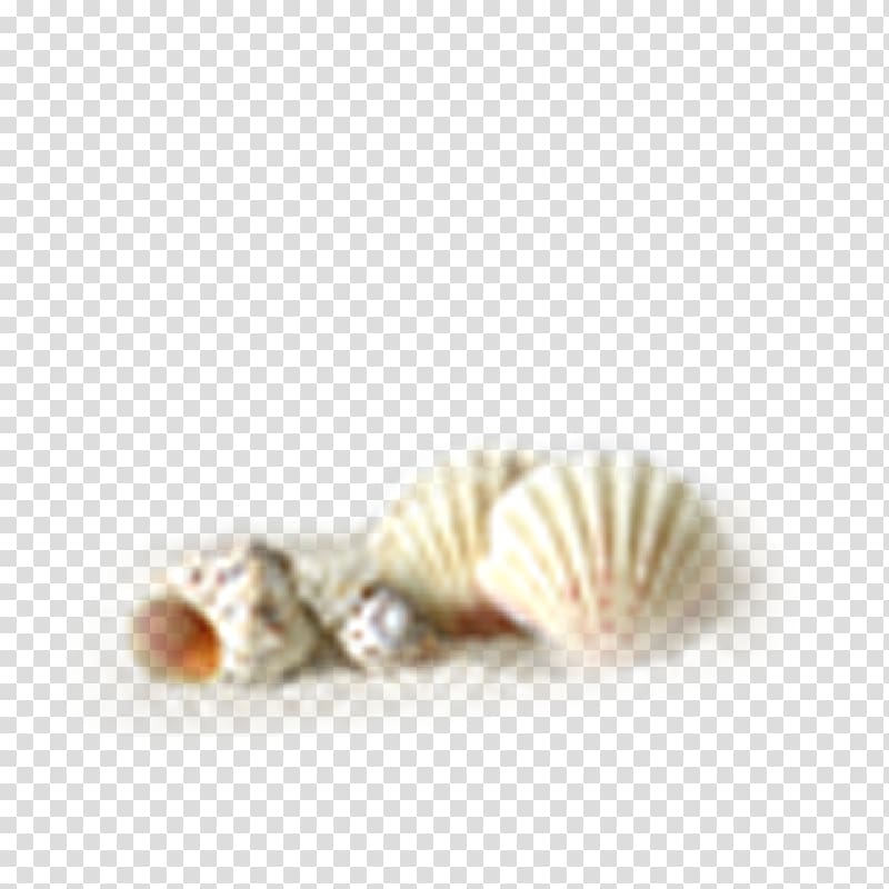 Oyster Conch Seashell, Conch shell transparent background PNG clipart