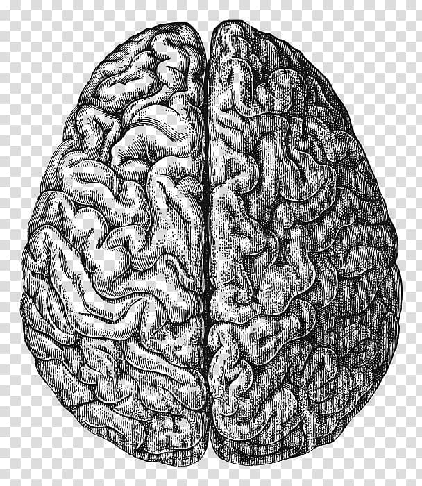 Human brain Drawing, the human brain transparent background PNG clipart