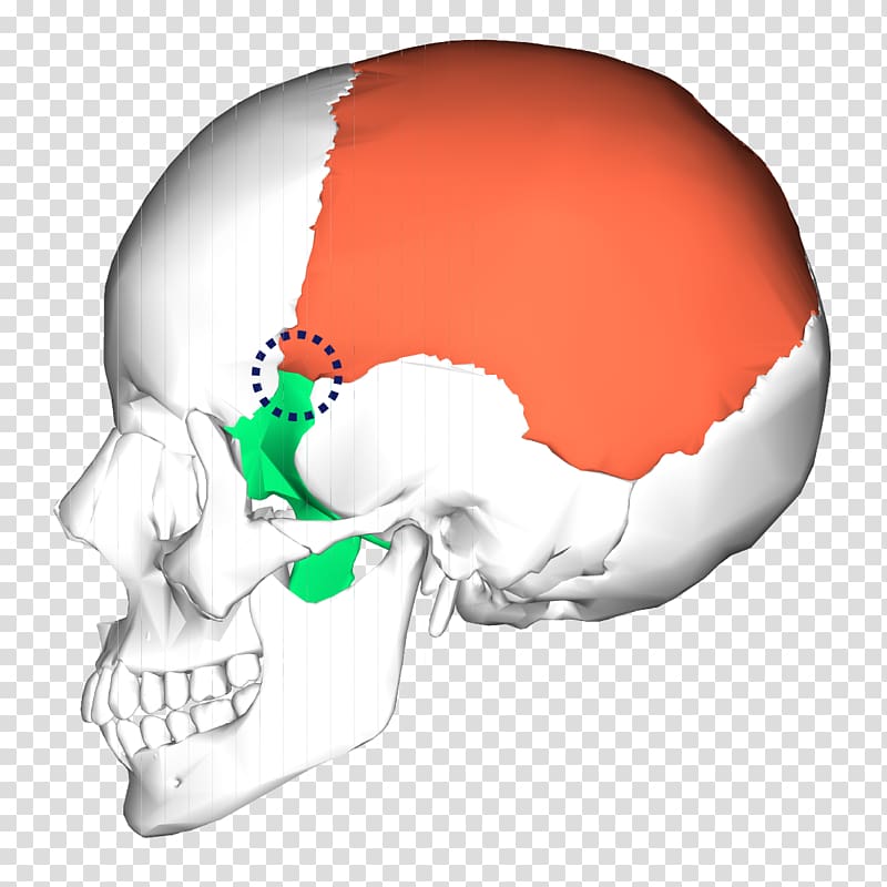Petrous part of the temporal bone Occipital bone Skull Zygomatic bone, lateral transparent background PNG clipart