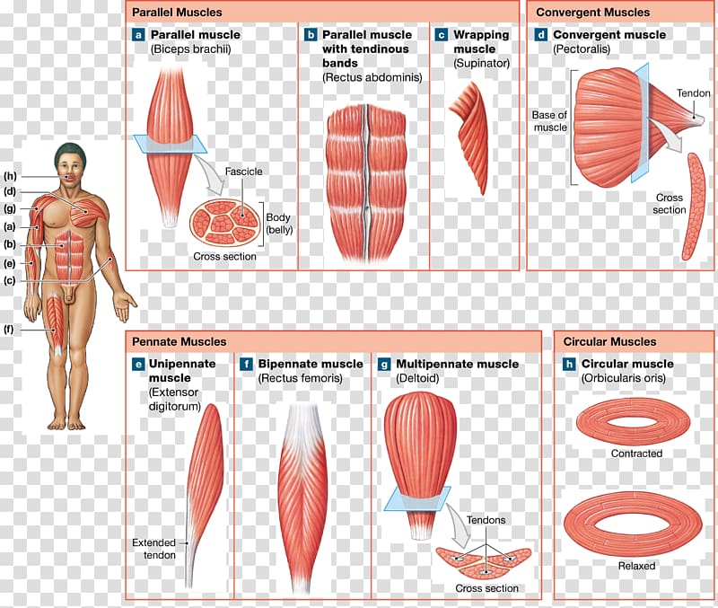 Muscle fascicle Anatomy Human body Pennate muscle, Anatomy Muscle transparent background PNG clipart