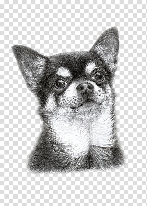 Chihuahua Puppy Dog breed Companion dog Drawing, Chihuahua art transparent background PNG clipart