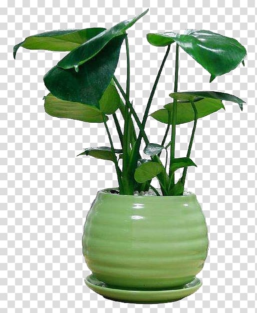 plants in green vase, Swiss cheese plant Houseplant Bamboo, Ornamental potted plant transparent background PNG clipart