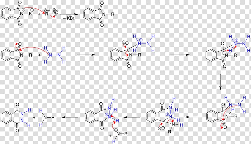 Gabriel synthesis Organic chemistry Name reaction Text, Hydrazide transparent background PNG clipart