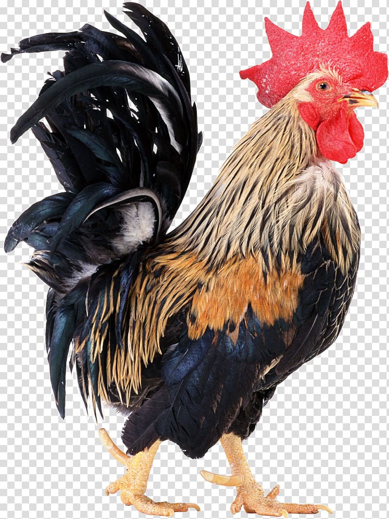 black and beige rooster, Chicken Rooster Icon, Cock transparent background PNG clipart
