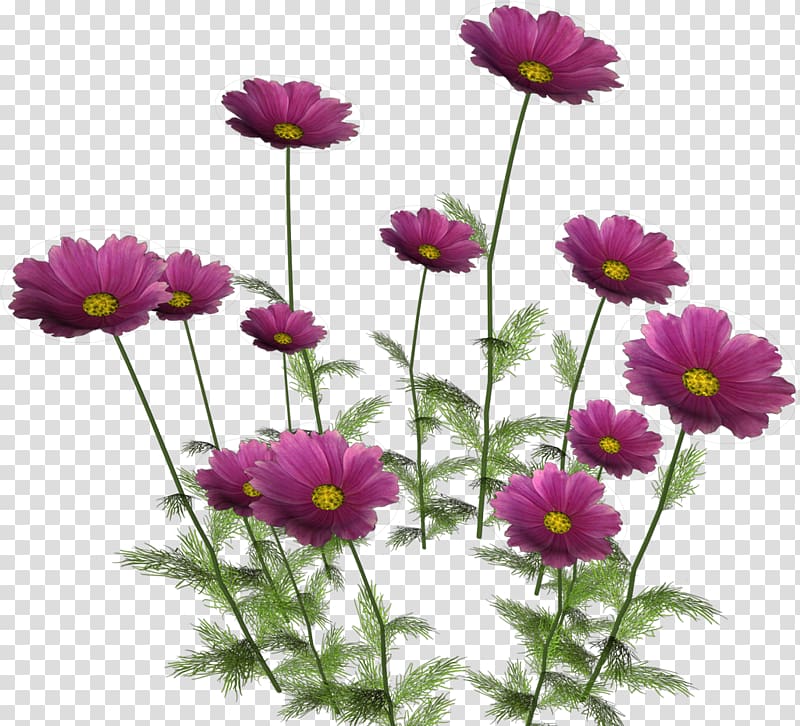 Flower , flower transparent background PNG clipart | HiClipart