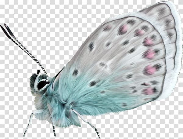 Nymphalidae Butterfly Moth Lycaenidae, A butterfly transparent background PNG clipart