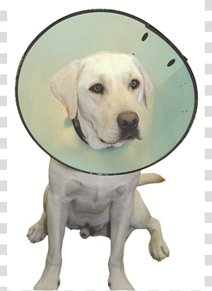 Labrador retriever wearing an Elizabethan collar to prevent licking  stitches Stock Photo - Alamy