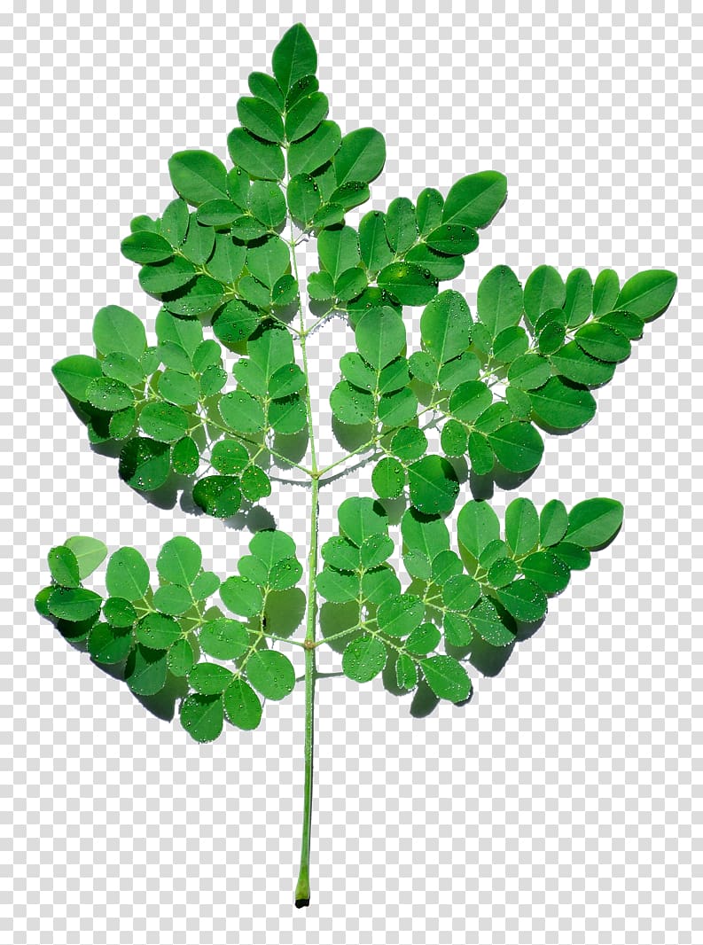 Moringa leaves, Drumstick tree Medicinal plants Leaf, moringa transparent background PNG clipart