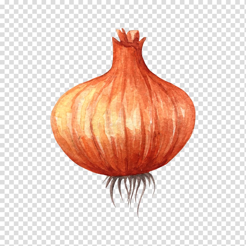 Vegetable Watercolor painting Onion , Drawing onion transparent background PNG clipart