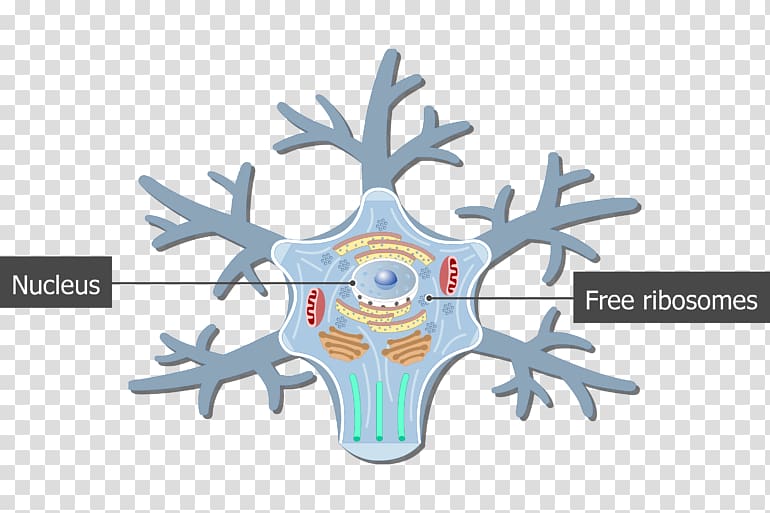 Soma Motor neuron Cell Nervous system, body cell transparent background PNG clipart