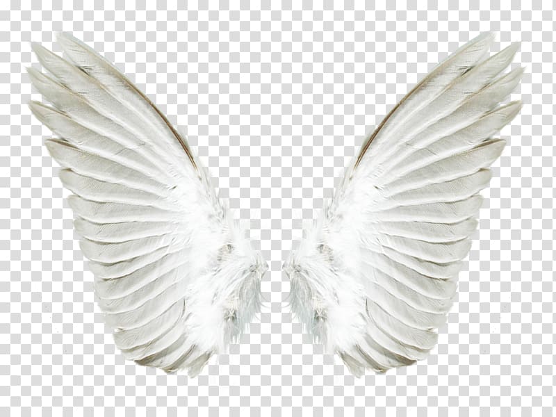 white wings , Aile Angel, wings transparent background PNG clipart