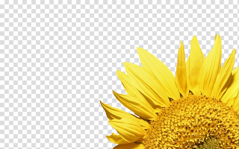 yellow sunflower, Sunflower Corner transparent background PNG clipart