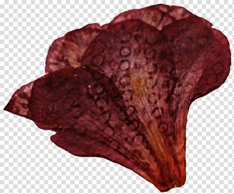 Maroon, dried flower transparent background PNG clipart