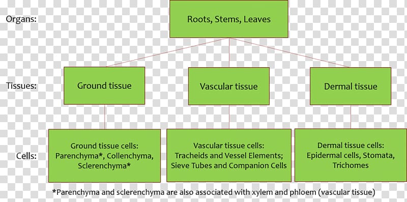 Diagram Ground tissue Vascular tissue Plant stem, plant transparent background PNG clipart