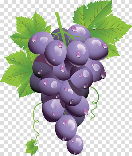 Common Grape Vine Grape leaves , boar transparent background PNG clipart