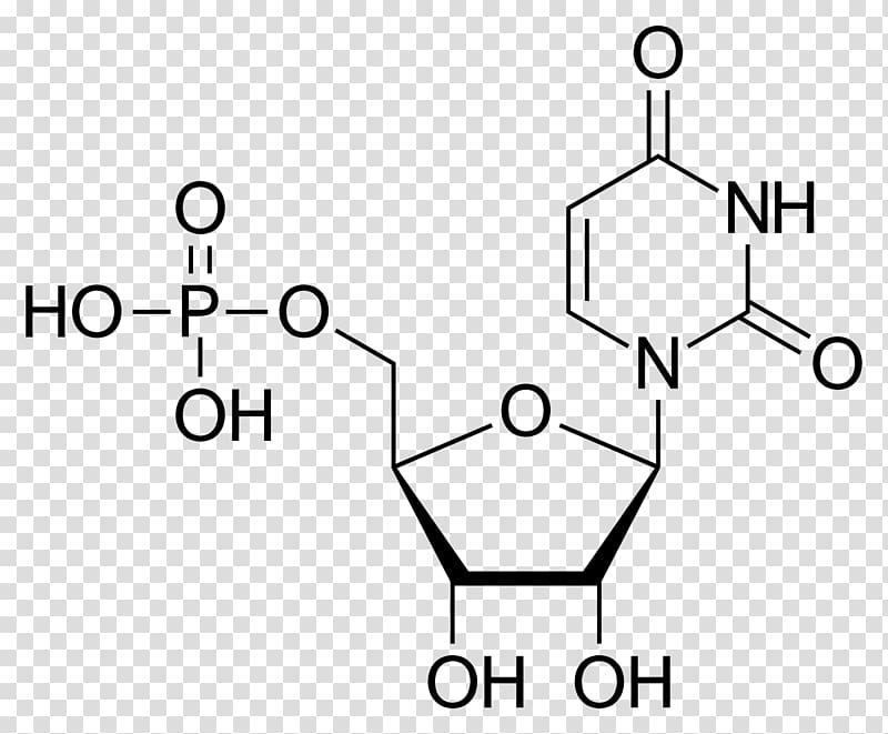 Uridine monophosphate Uridine diphosphate Adenosine monophosphate Uracil, others transparent background PNG clipart