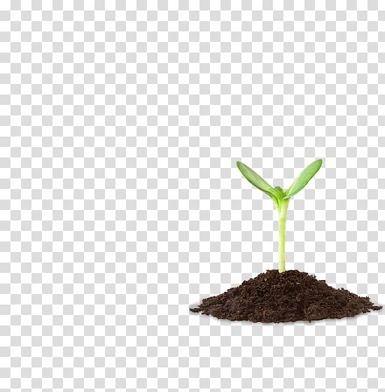 Soil Germination, others transparent background PNG clipart