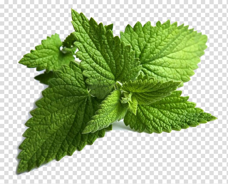 green herbal plant, Mentha spicata Peppermint Maghrebi mint tea Mentha longifolia, Mint transparent background PNG clipart