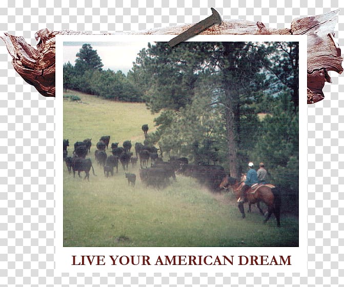 White River Ranch Themar Cattle South Thuringia Round pen Text, american dream transparent background PNG clipart