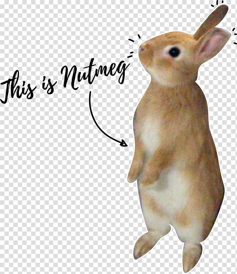 Domestic rabbit Hare EMPOWERMENT LLC Rodent, Nutmeg transparent background PNG clipart