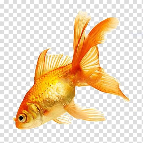 World Goldfish Colours in French Colours in Polish Colours in Welsh, others transparent background PNG clipart