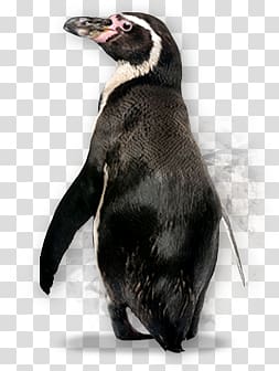 Penguins transparent background PNG clipart