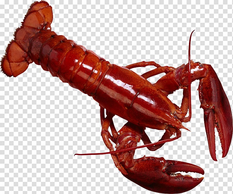 Lobster Crayfish as food, lobster transparent background PNG clipart
