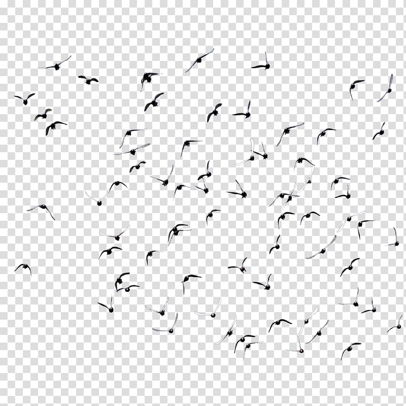 a large group of seagulls transparent background PNG clipart