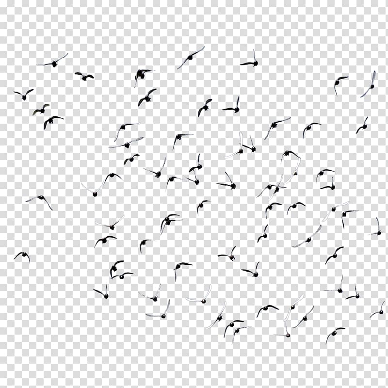 Bird Domestic pigeon Flock, pigeon transparent background PNG clipart