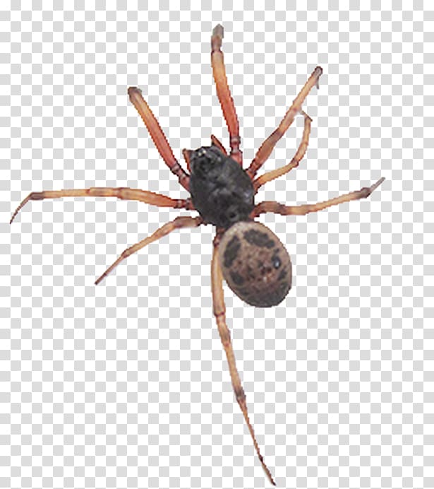 Wolf Spider Barn Spider European Garden Spider Brown Recluse