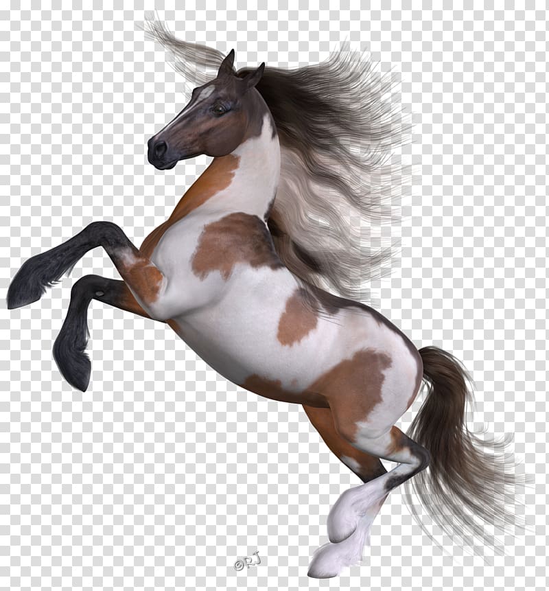 Mustang Pony Stallion Halter FKK Saunaclub, mustang transparent background PNG clipart