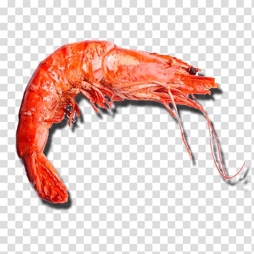Caridea European lobster Prawns American lobster Shrimp, Shrimp transparent background PNG clipart