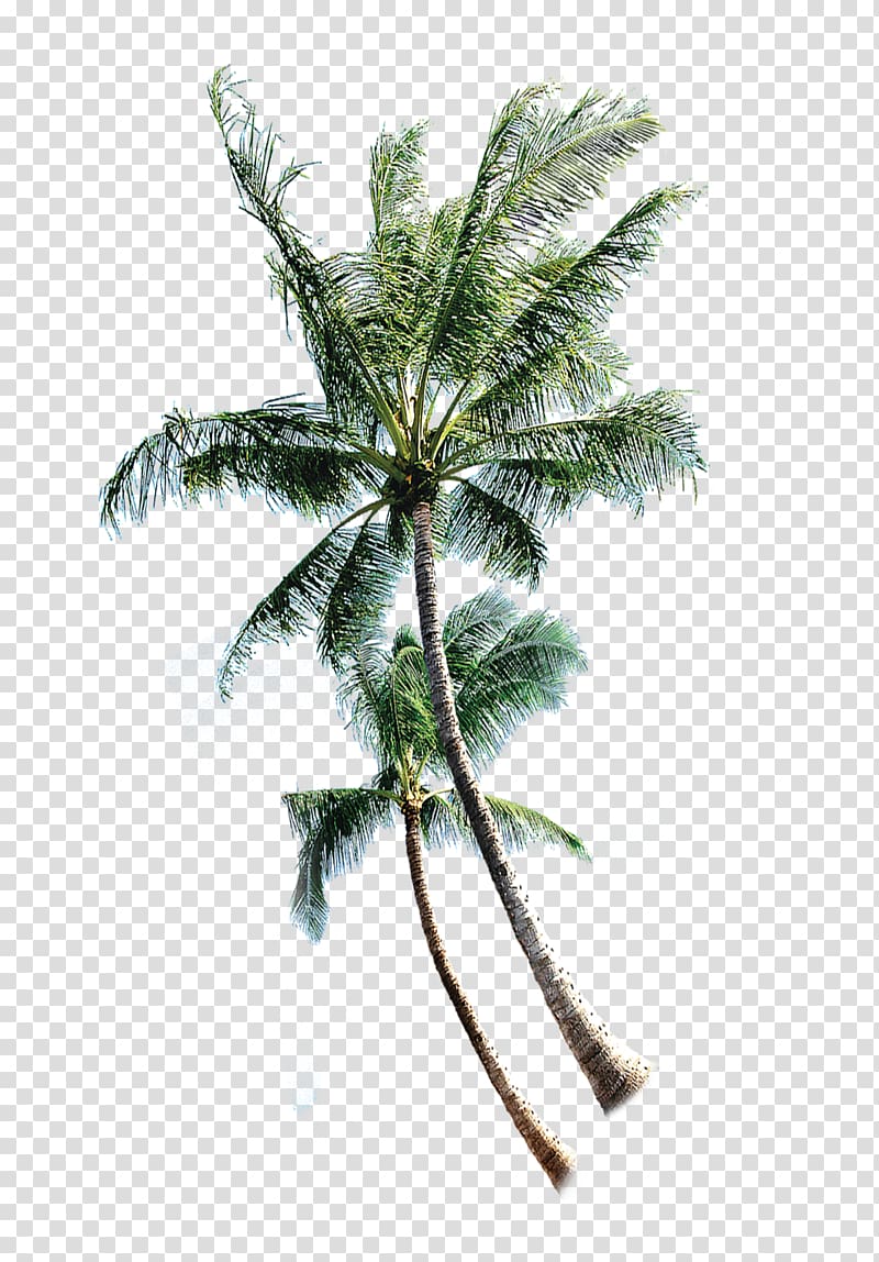 green leafed tree illustration, Coconut Tree Euclidean , Thai coconut trees transparent background PNG clipart