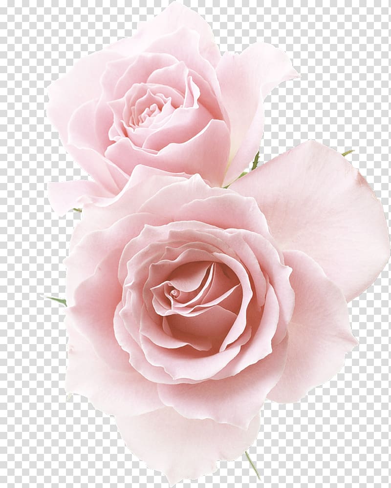 Garden roses Cabbage rose Floribunda Flower, flower transparent background PNG clipart