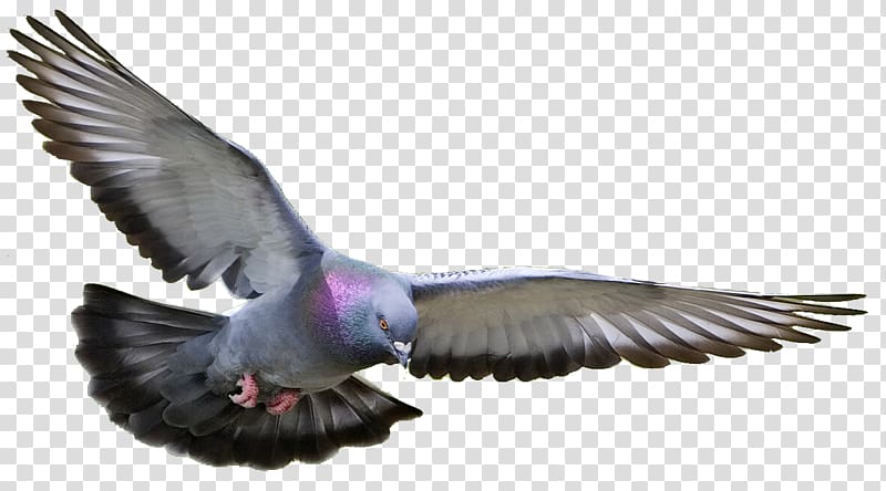gray and purple pigeon, Homing pigeon Columbidae Fancy pigeon Bird Pigeon racing, Pigeon transparent background PNG clipart